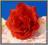 W064 Róża główka z tiulem HOLLENDERSKA red