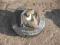 POMPA HAMULCOWA SERWO FORD TAURUS 3,0 3.0 00-03