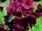 IRYSY - IRYS AMERYKAŃSKI CRINOLIT VIOLET 1szt