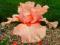 IRYSY - IRYS AMERYKAŃSKI JUNE ROSE 1szt