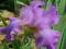 IRYSY - IRYS AMERYKAŃSKI AMETHYST 1szt
