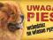 CHOW CHOW UWAGA PIES TABLICZKA NA DRZWI