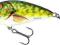 Salmo Butcher F 5 BR