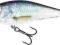 Salmo Executor 5 F RD