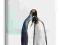 Pingwiny królewskie - Obraz 40x50 cm