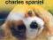 Cavalier king charles spaniel - - KONIN , Nowa!