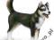 Schleich SCHLEICH PIES HUSKY