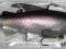 Wobler Gumowy ROBINSON HYBRID TENCH 15cm53-T15-H10