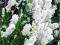 Lawenda wąskolistna Ellagance Ice - białe C0,5