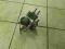 POMPA STEROWNIK ABS FABIA IBIZA POLO 6Q0907379AA