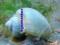 Ślimak Ampularia Blue niebieska - ślimaki na glony