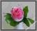 W484 Róża pąk główka z liściem i gipsówką 5.pink