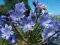 AGAPANTHUS