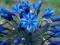 AGAPANTHUS