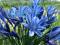 AGAPANTHUS