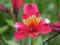 ALSTROMERIA