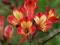 ALSTROMERIA