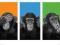Małpa, Małpka, Monkey - plakat 91,5x61 cm