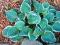 HOSTA - FUNKIA OGRODOWA DRESS BLUES 1 szt HOSTA - FUNKIA OGRODOWA DRESS BLUES 1 szt