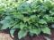 HOSTA - FUNKIA OGRODOWA ROYAL STANDARD 1szt