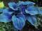 HOSTA - FUNKIA BRESSINGHAM BLUE 1szt # NIEBIESKA #