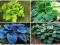 HOSTA - FUNKIA OGRODOWA KOLEKCJA NR 3 4szt HOSTA - FUNKIA OGRODOWA KOLEKCJA NR 3 4szt