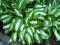 HOSTA - FUNKIA OGRODOWA MEDIOVARIEGATA 1szt HOSTA - FUNKIA OGRODOWA MEDIOVARIEGATA 1szt