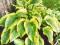 HOSTA - FUNKIA OGRODOWA AUREOMARGINATA 1szt
