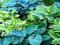HOSTA - FUNKIA OGRODOWA MIX 4szt # NISKA CENA #