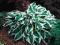 HOSTA - FUNKIA OGRODOWA MINUTE MAN 1szt