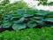 HOSTA - FUNKIA OGRODOWA BIG DADDY 1szt NOWOŚĆ