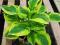 HOSTA - FUNKIA OGRODOWA WIDE BRIM 1szt