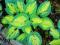 HOSTA - FUNKIA OGRODOWA MAMA MIA 1 szt