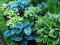 HOSTA - FUNKIA OGRODOWA MIX 5szt # NISKA CENA #
