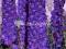 21 Delphinium Elatum new Millenium Purple Passion