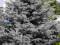 Świerk srebrny 15-20cm 100szt Picea PUNGENS GLAUCA