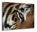 Oko tygrysa - Obraz na płótnie 120x90 cm