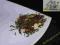 HERBATA ZIELONA SENCHA AFRICAN QUEEN 50G !!!!!!!!!
