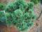 Pinus cembra 'Ortler' - Sosna limba