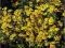 Dzielżan jesienny Wildform - żółte  C0,5
