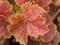 Heuchera 'Miracle' - Żurawka CUD - nowość !!!