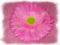 Główka gerbera fioletowa sztuczne kwiaty