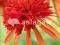 z Echinacea - Jeżówka Summer Samba 1kłącze