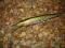 WOBLER RAPALA MINNOW RAP - 11cm/12g - OKAZJA !