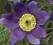 SASANKA PINWHEEL BLUE VIOLET SHADES