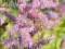 TAWUŁKA CHIŃSKA ASTILBE CHINENSISS var pumila.