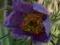 SASANKA VIOLET BLUE PULSATILLA VULGARIS