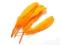 Pióra gęsie lotki 10szt POMARAŃCZOWY
