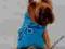 UBRANIE DLA PSA - derka błękitna r.3,4,5