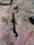 Filtr cząstek stałych FAP 1.7 CDTi Opel Meriva B 2